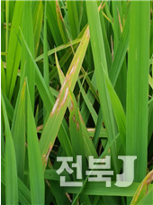 출처=농진청