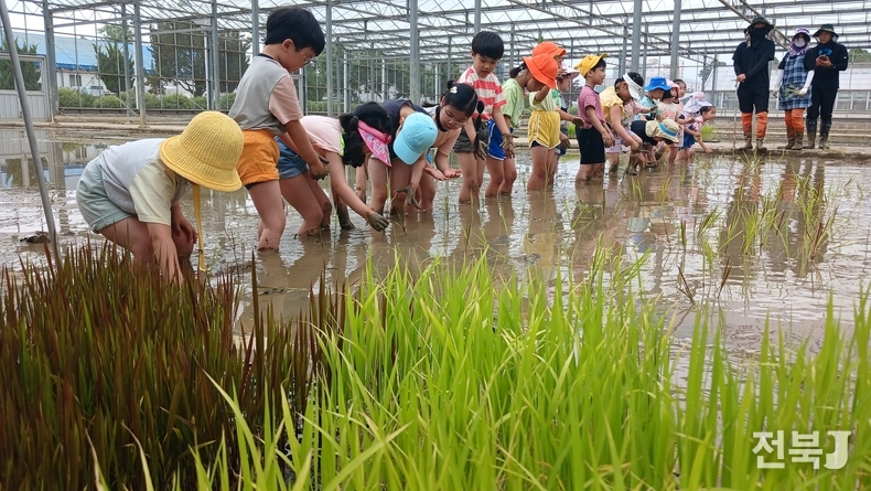 10일 오전 경기 수원시 권선구 농촌진흥청 국립식량과학원 중북부작물연구센터에서 열린 논에서 만나는 자연 교실, '어린이 모내기 체험 행사' 에서 어린이들이 고사리손으로 손 모내기를 하며 즐거워하고 있다.(출처=농촌진흥청)