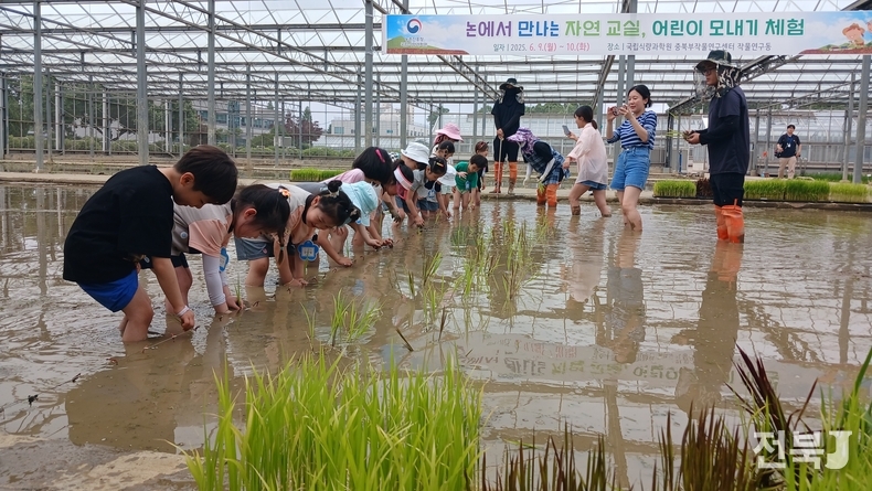 10일 오전 경기 수원시 권선구 농촌진흥청 국립식량과학원 중북부작물연구센터에서 열린 논에서 만나는 자연 교실, '어린이 모내기 체험 행사' 에서 어린이들이 고사리손으로 손 모내기를 하며 즐거워하고 있다.(출처=농촌진흥청)