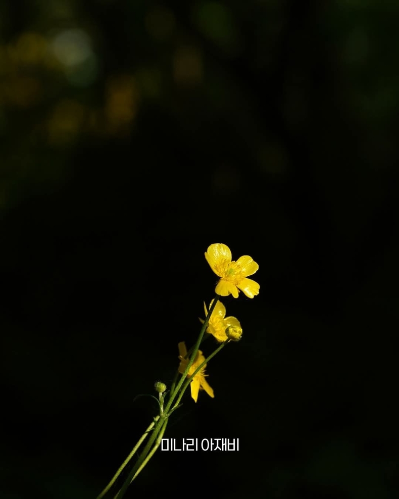 출처=태백산국립공원