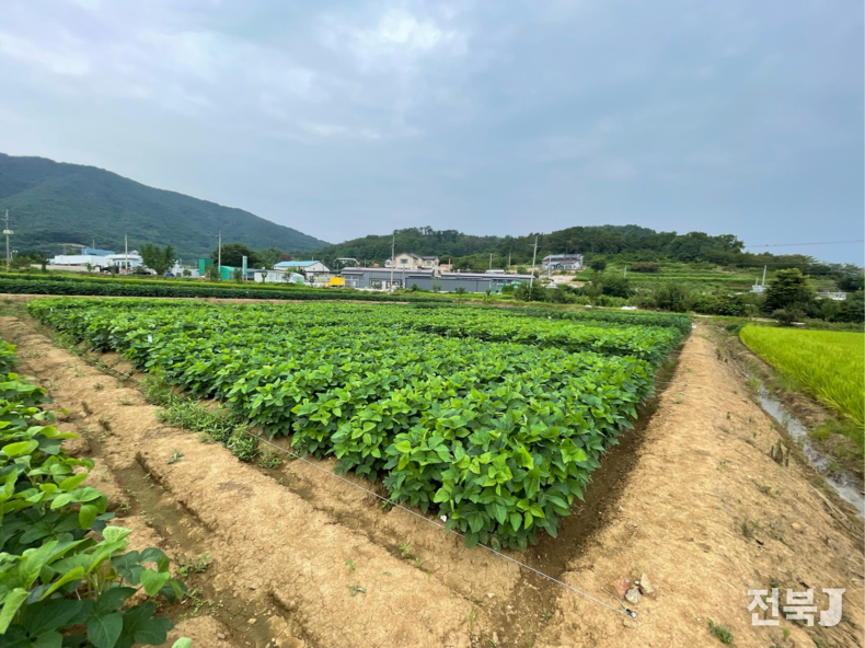 선풍 작년 7월 5일 모습(출처=농진청)