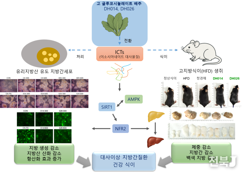 그림. HGSL 배추의 항암, 항염, 대사관련 지방간 질환(MAFLD) 기전 모식도.(출처=농진청)