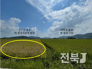 신동진(좌), 참동진(우) 병 발생 비교(출처=농진청)