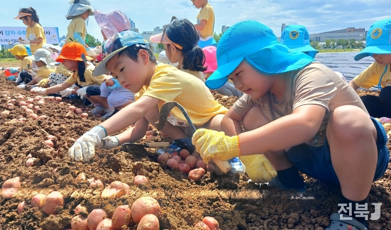 19일 완주군 농촌진흥청 국립식량과학원을 찾은 전주 도담어린이집 어린이들이 하지감자 수확 체험을 하고 있다.(출처=농촌진흥청)