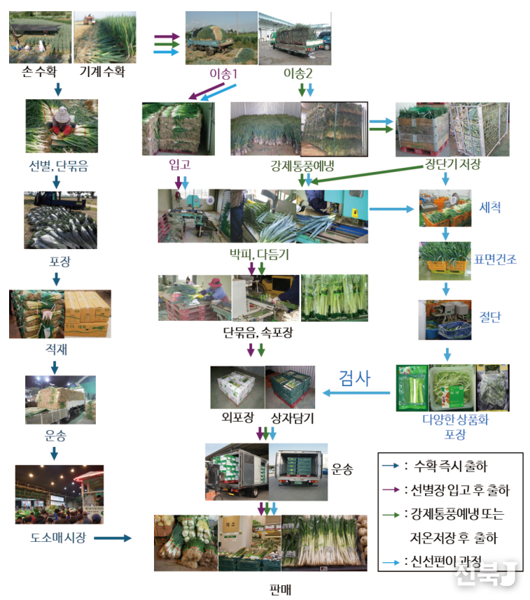 대파 수확 후 작업 과정에 따른 저장성 비교(출처=농진청)