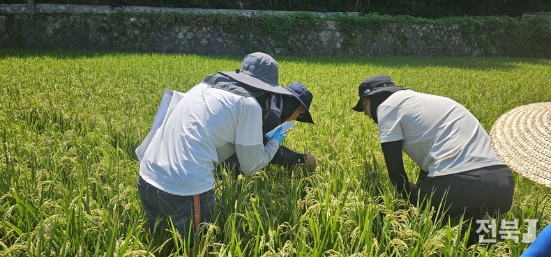 농촌진흥청과 도농업기술원·시군농업기술센터의 농작물 병해충 예찰단이 합동으로 벼 재배지에서 벼멸구 예찰 활동을 벌이고 있다.(출처=농촌진흥청 2024년 자료사진)