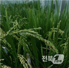출처=농진청